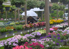 Unfortunately, it was very rainy for two days. However, it did not stopped the visitors at the GGG Grünewald location to check out the varieties.